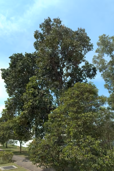 tree photo