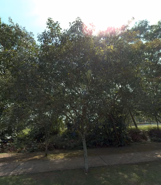tree photo