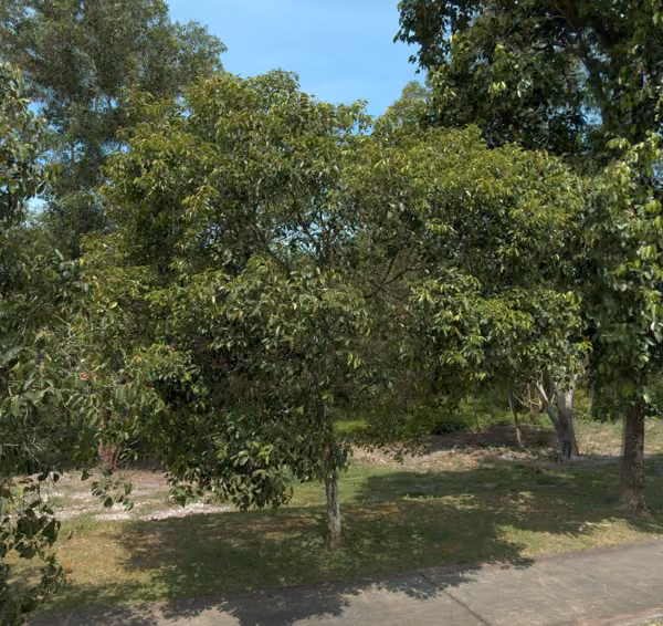 tree photo
