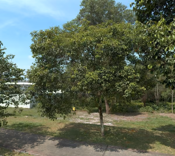 tree photo