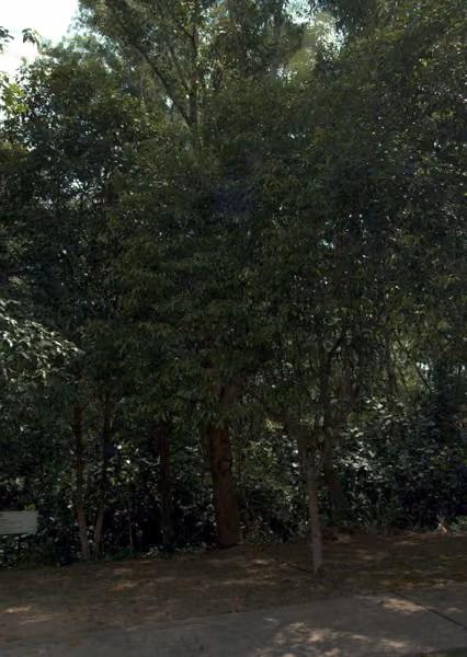 tree photo