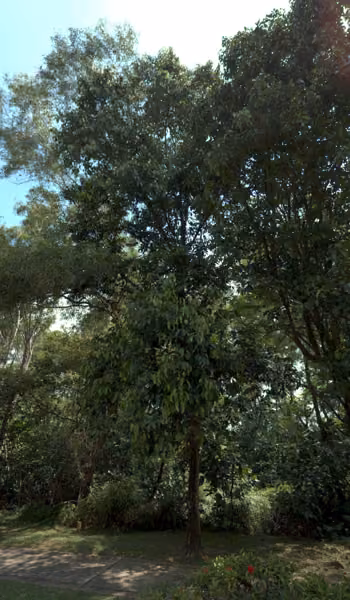 tree photo