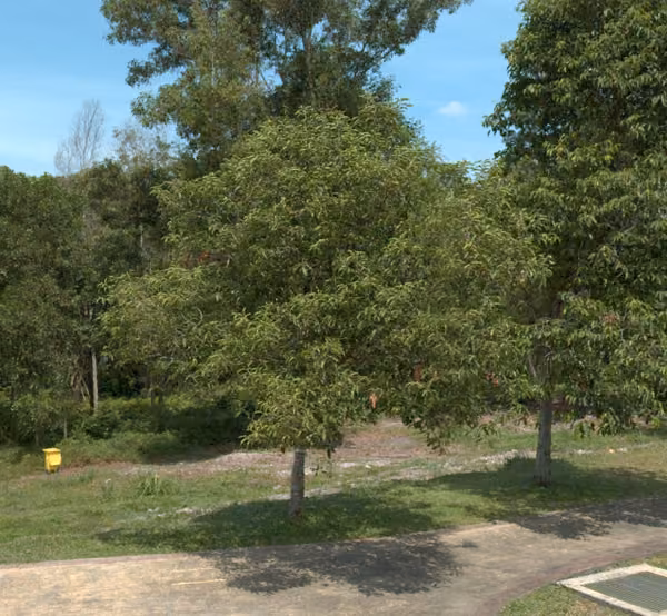 tree photo