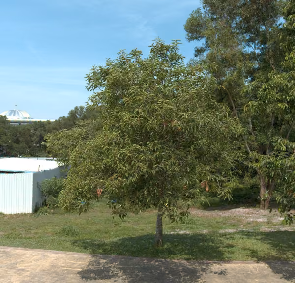 tree photo