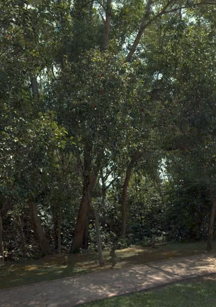 tree photo
