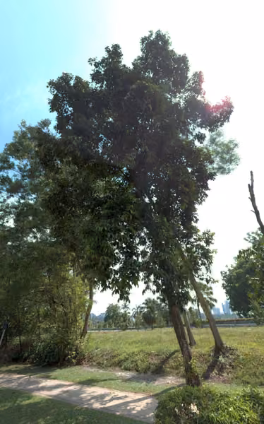 tree photo