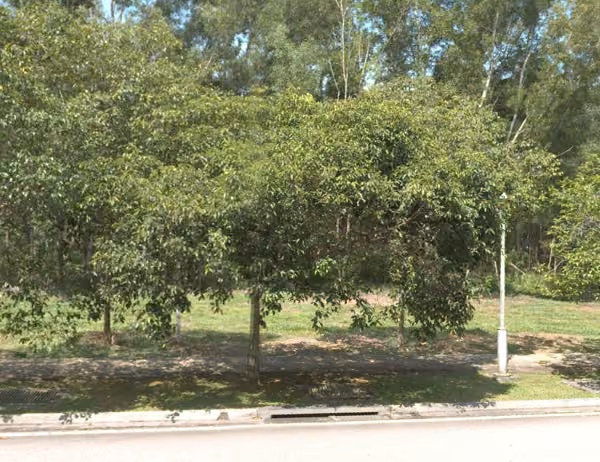 tree photo