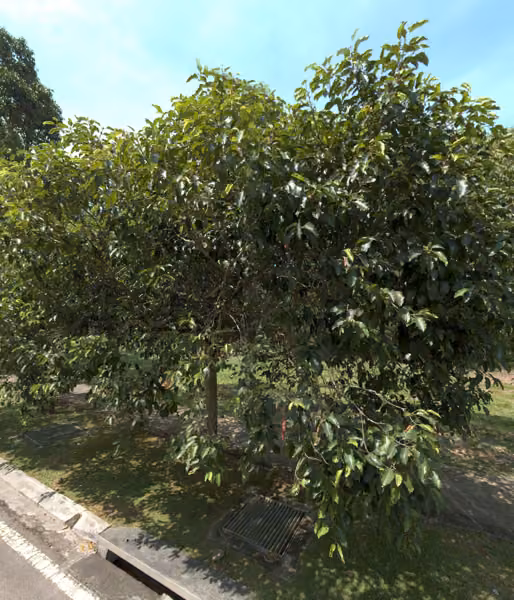 tree photo