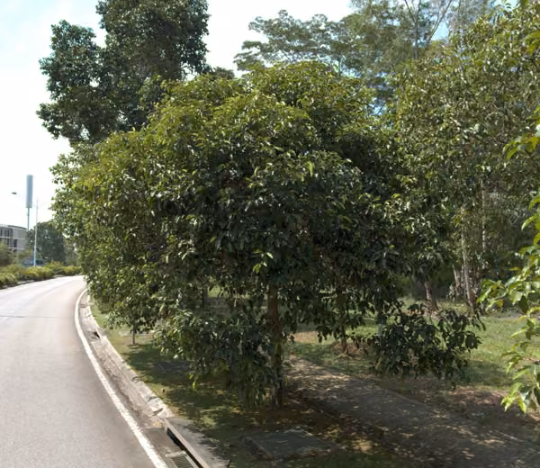 tree photo