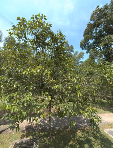 tree photo