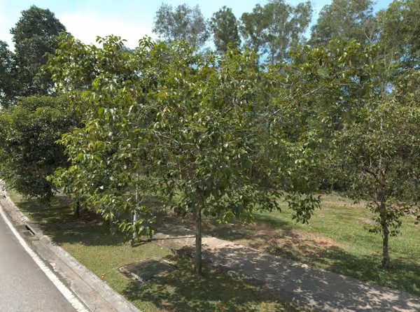 tree photo