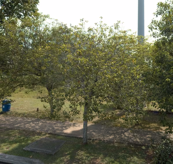 tree photo