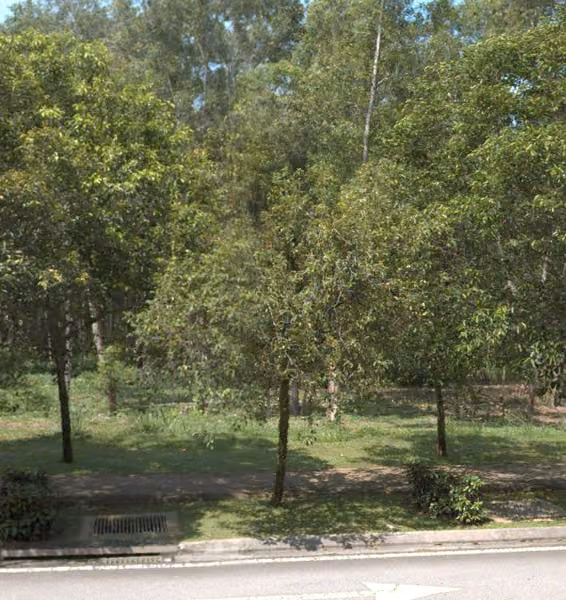 tree photo