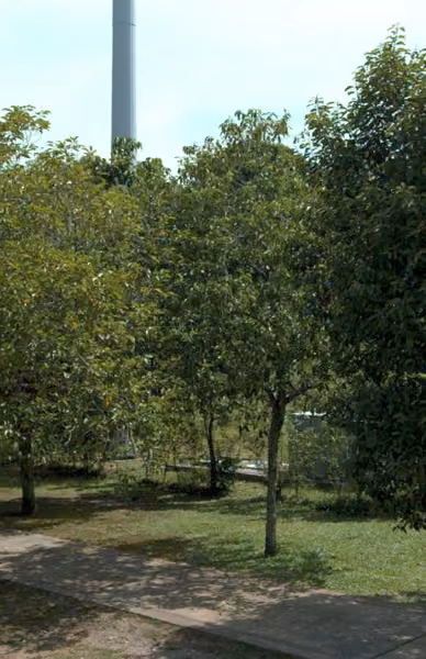 tree photo