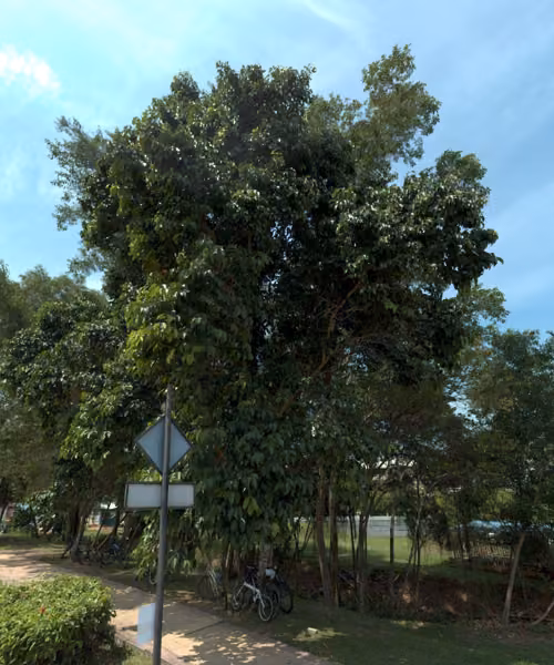 tree photo