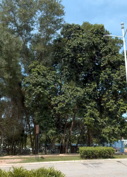 tree photo