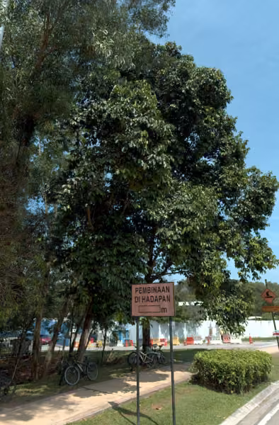 tree photo