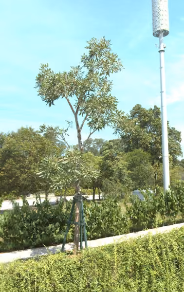 tree photo