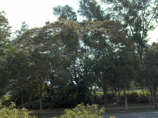 tree photo