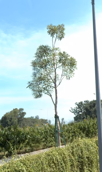 tree photo