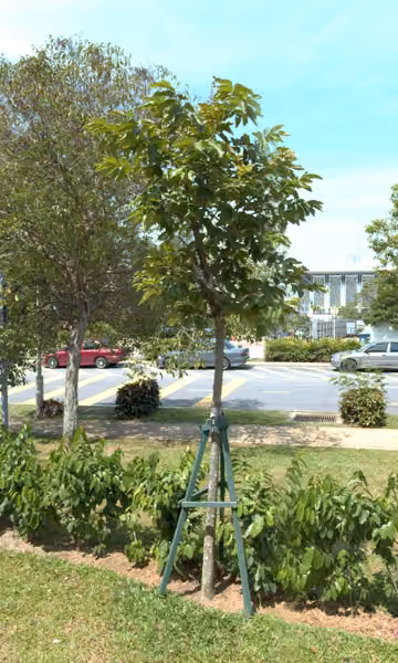 tree photo