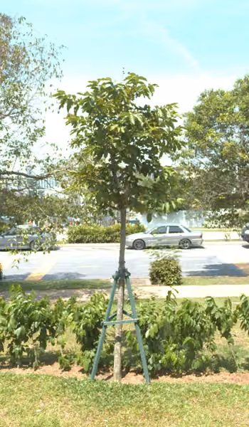 tree photo