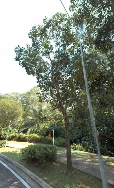 tree photo