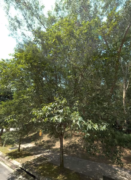 tree photo
