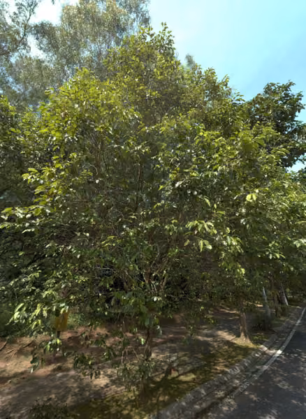 tree photo