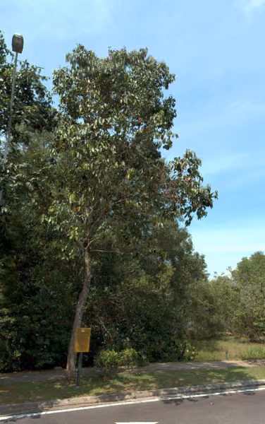 tree photo