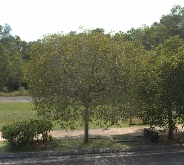 tree photo