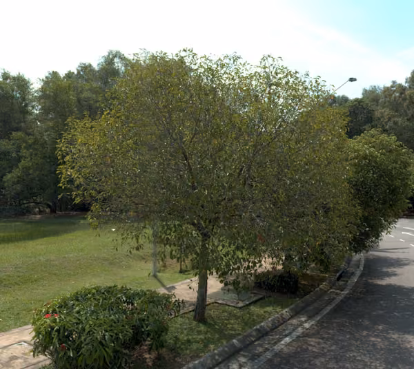 tree photo