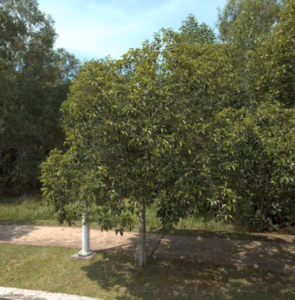 tree photo