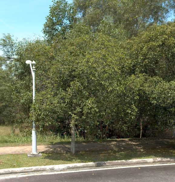 tree photo