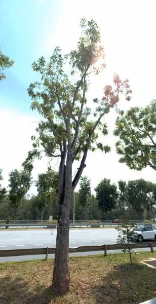 tree photo