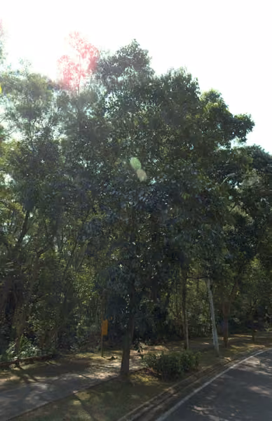 tree photo
