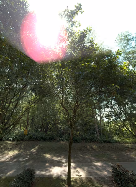 tree photo