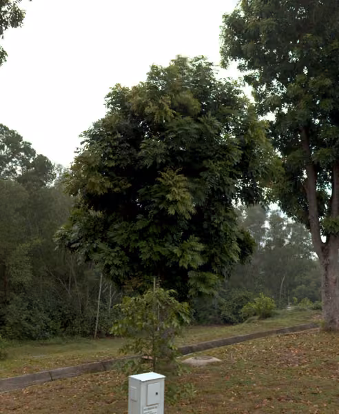 tree photo