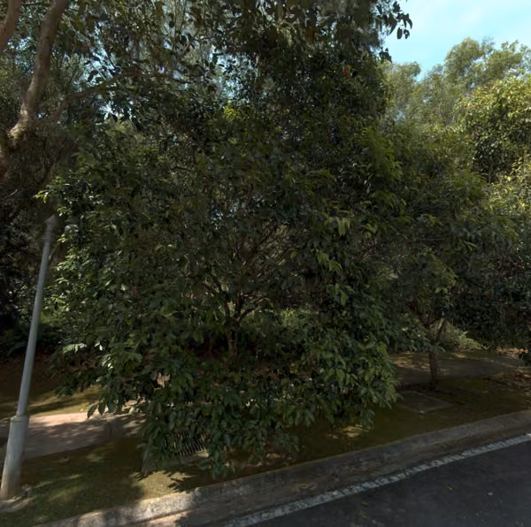 tree photo