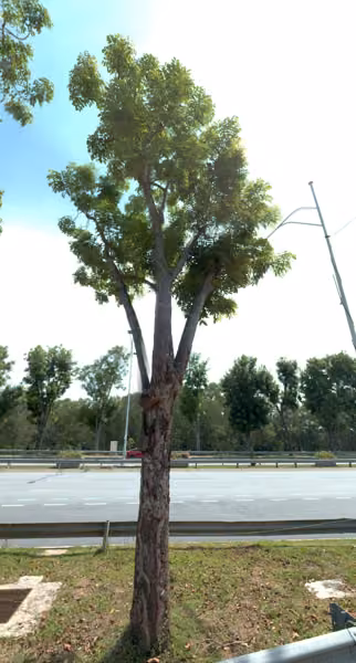 tree photo