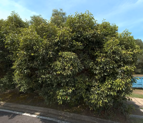 tree photo