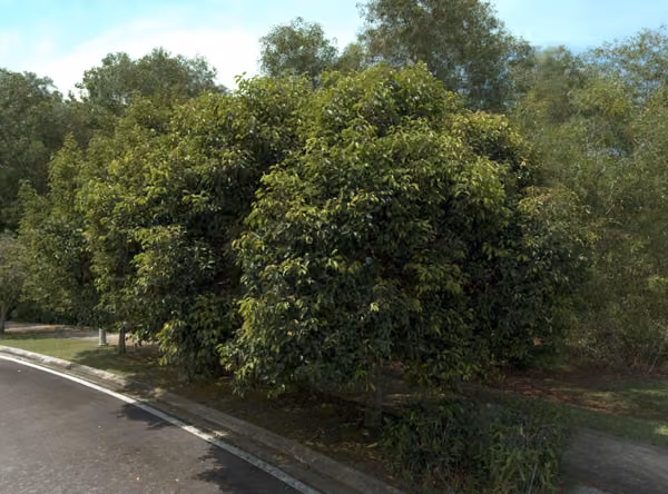 tree photo