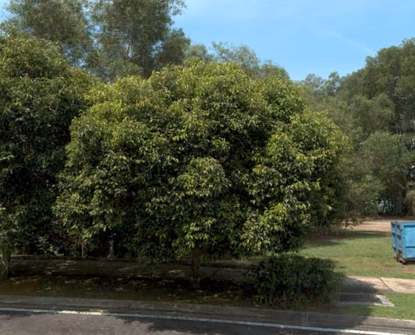tree photo