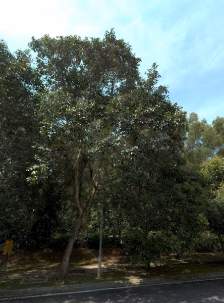 tree photo
