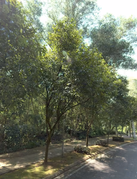tree photo
