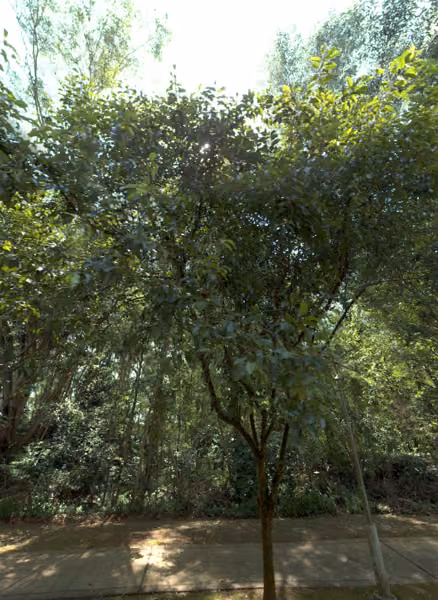 tree photo
