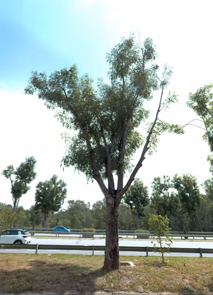 tree photo