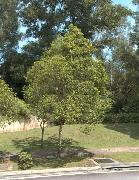 tree photo