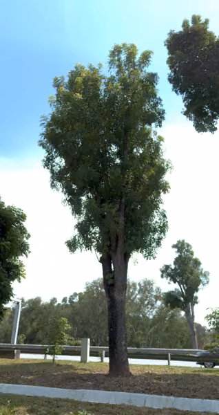 tree photo