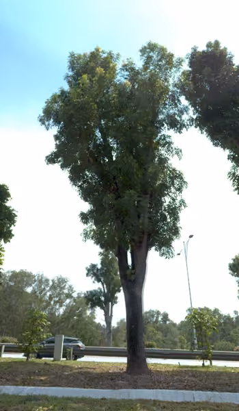 tree photo